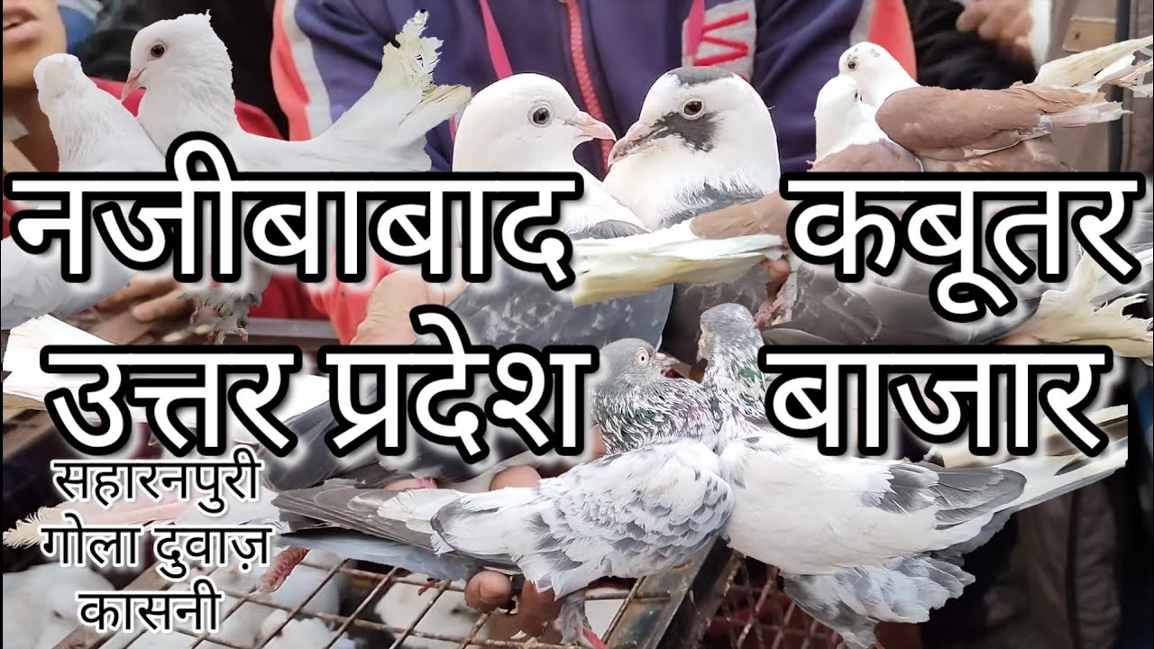 नजीबाबाद कबूतर मंडी / थोक में मिलते है सस्ते कबूतर / Najibabad cheapest pigeon market Utterpradesh