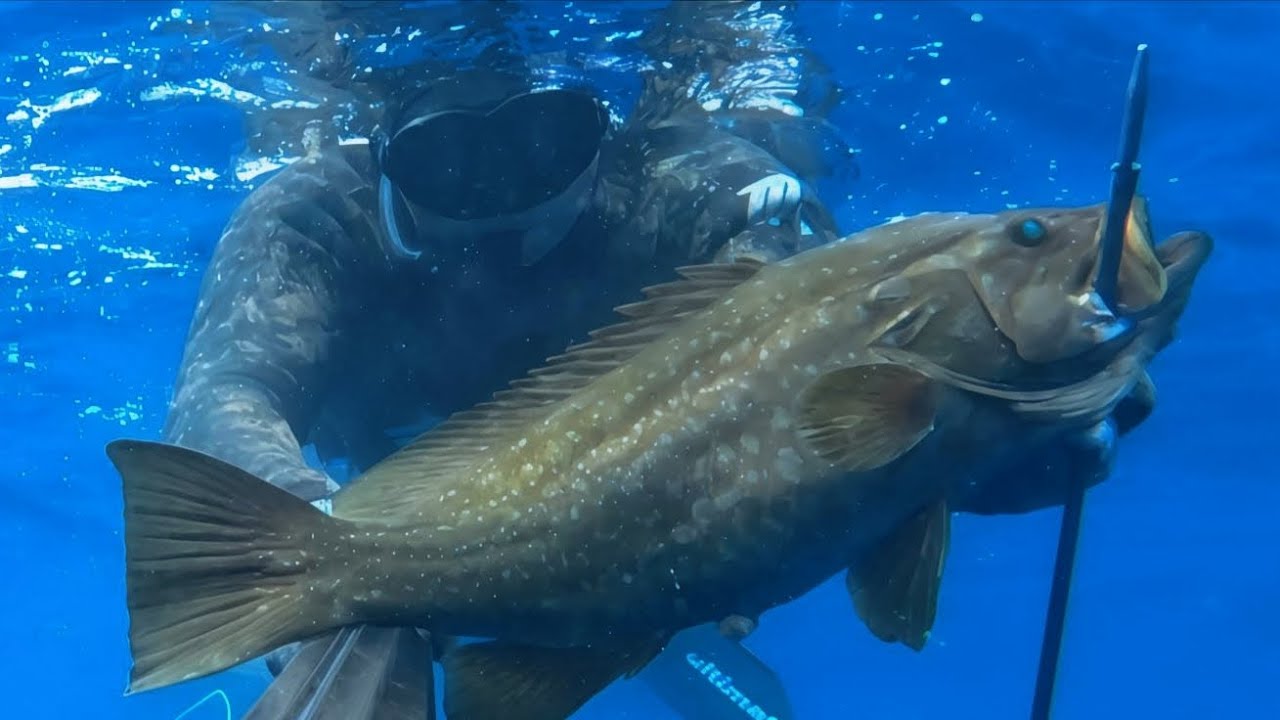 Next-Level Power 🔥Extreme Long Shots on Groupers 🎯 I Didn’t Believe It Until I Used This Speargun😮