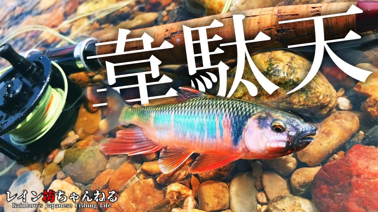 【オイカワ釣り】この魚体が身近な川で釣れるから堪らない！オイカワフライフィッシング【レイン坊ちゃんねる～Rainbow’ｓ Japanese Fishing Life～】