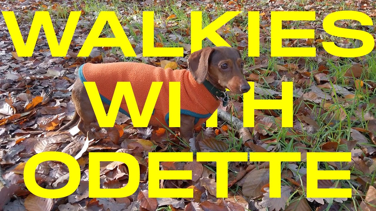 Walkies with Odette the mini dachshund around a little forest