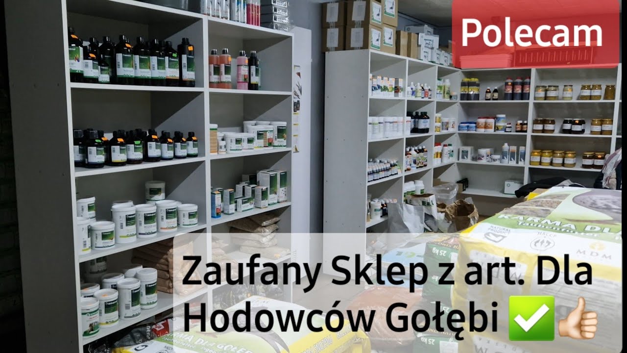 ZAUFANY SKLEP Z ART. DLA HODOWCÓW GOŁĘBI✅️ || 《 Champion Sklep Dla Gołębi 》🤩