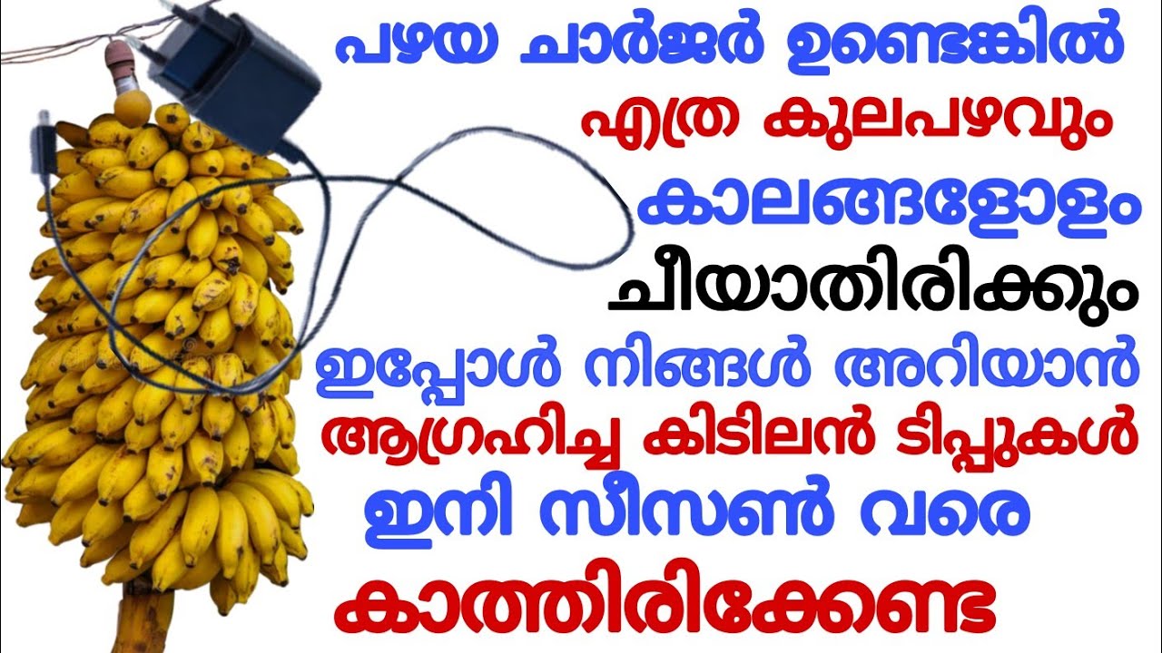 അമ്പമ്പോ! ഇതൊക്കെ നേരത്തെ അറിഞ്ഞിരുന്നെങ്കിൽ😱 ഒന്നും ചീഞ്ഞളിഞ്ഞു പോവില്ലാരുന്നു 💯Useful tips&tricks