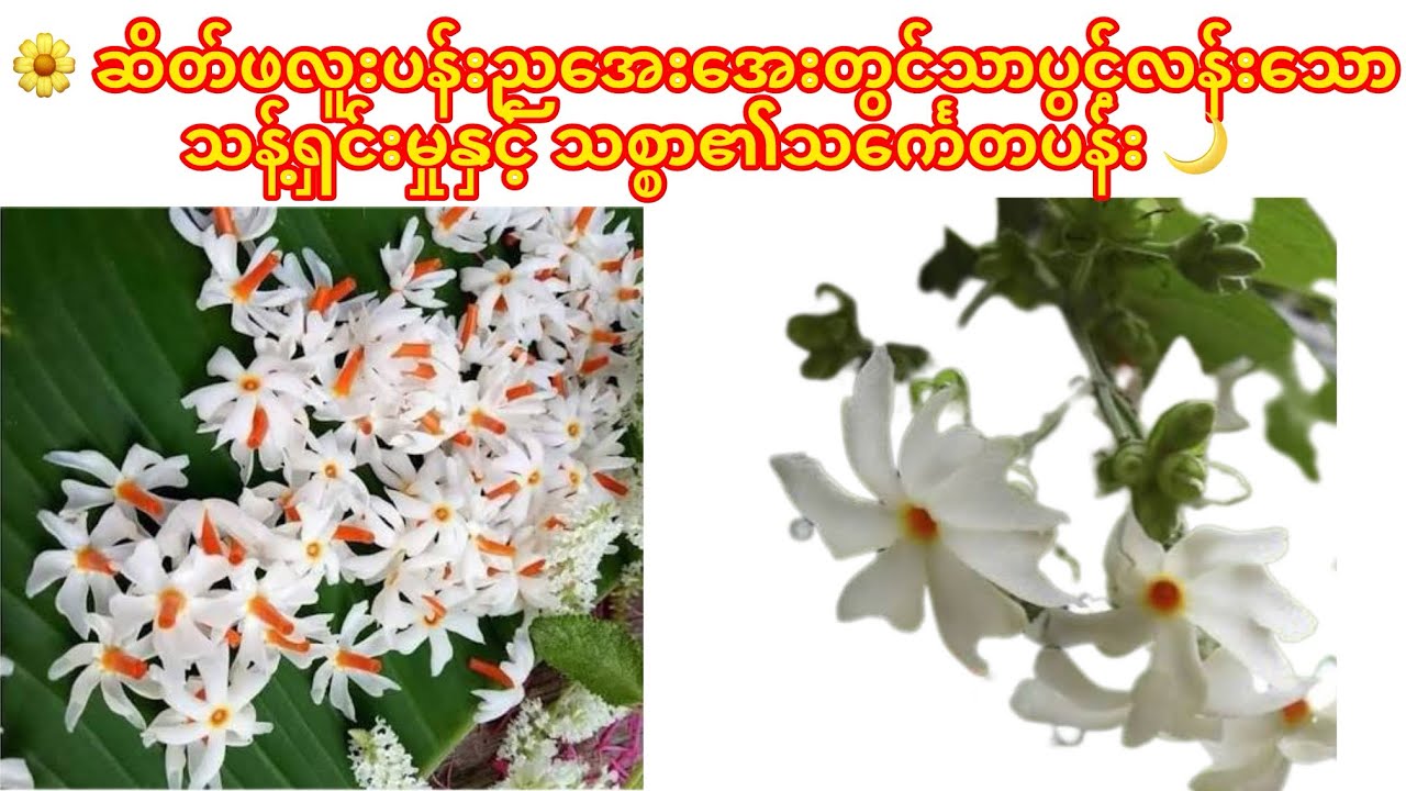 🌸 “ဆိတ်ဖလူးပန်း၏ အနံ့နဲ့အဓိပ္ပာယ် — ကျန်းမာရေးကောင်းကျိုးဆိုးကျိုးလှပမှုနဲ့သစ္စာ၏သက်ဝင်ရှင်မြဲမှု”🌿