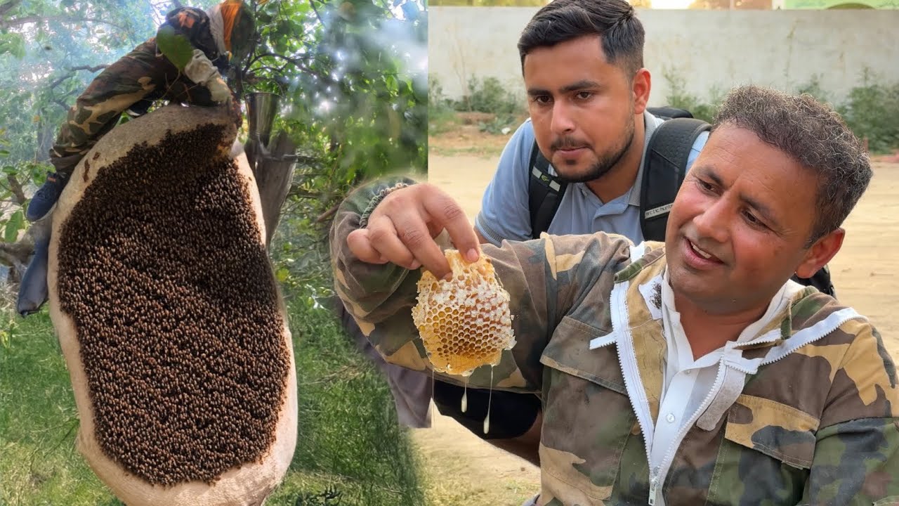 Organic Wild Honey Harvesting | Biggest Honeycomb Harvesting