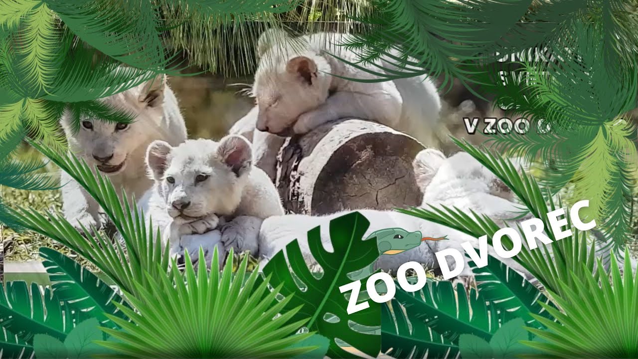 ZOO Dvorec: B&iacute;li tygři a lvi
