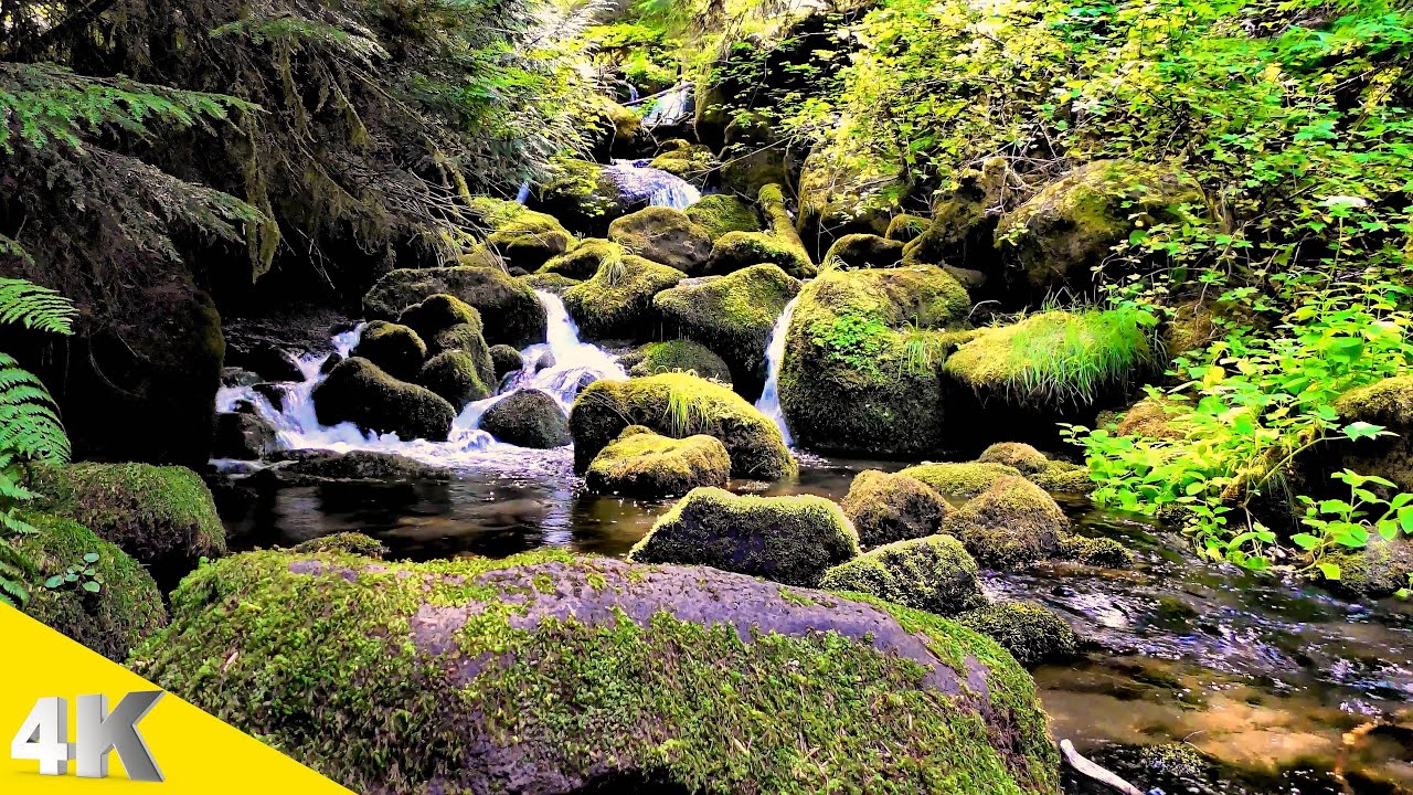 Musique Douce | Bruit de l'eau qui coule | chant des oiseaux | Dormir Zen | Méditation Relaxation