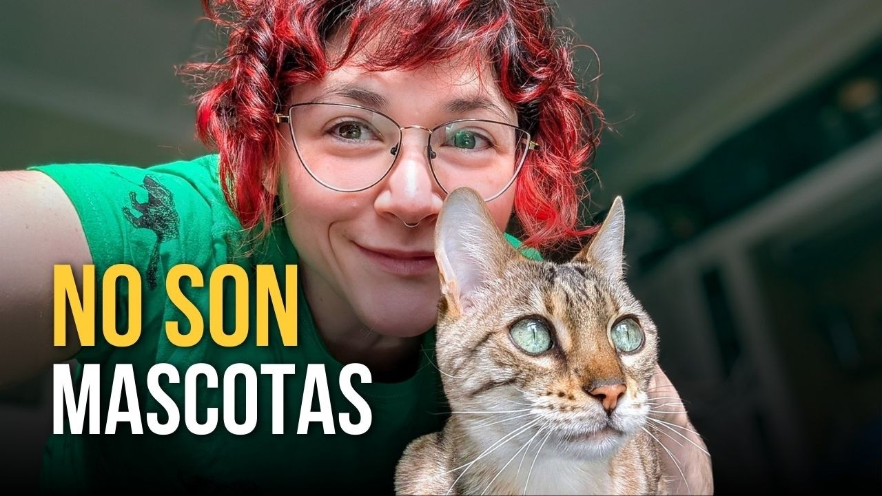 Así los gatos conquistaron el mundo sin obedecer a nadie