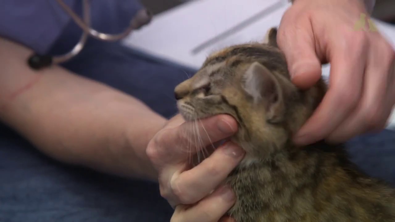 Veterinary health check