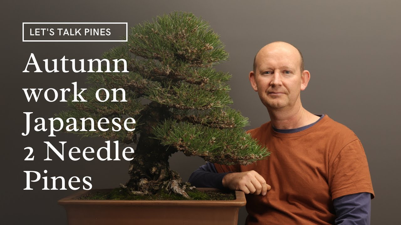 Lets talk Pines: Seasonal work on Japanese black pine