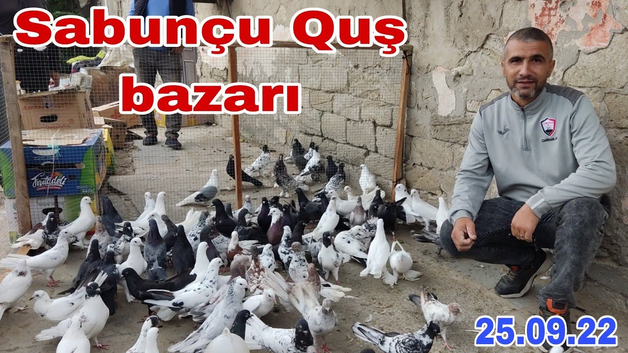 Sabunçu Quş bazarı 25.09.22 #mubarizemintv #sabuncuqusbazari #qus #posta #drakon #bakiquslari