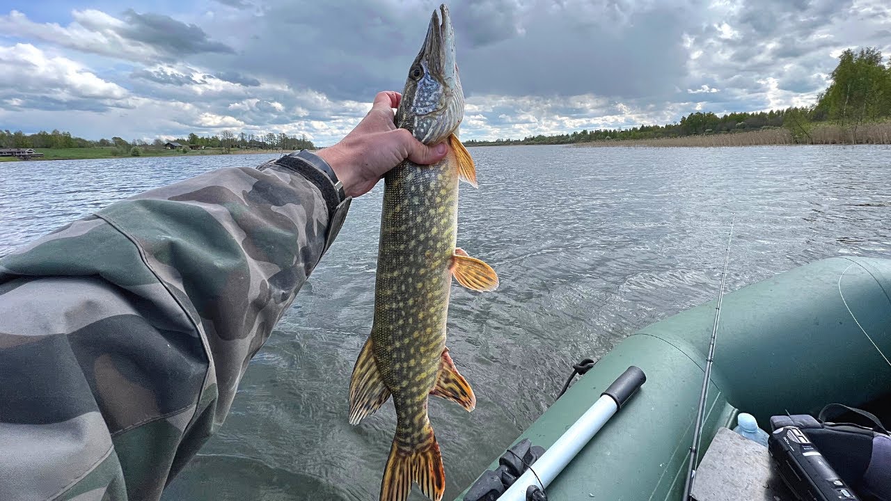 Įspūdinga Lydekų žvejyba Alaušų ežere