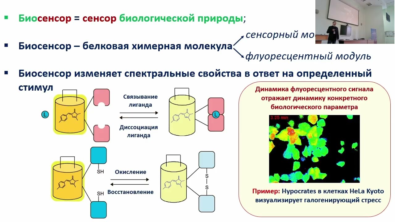 Билан Д.С. Возможности применения генетически кодируемых инструментов в биологии и медицине