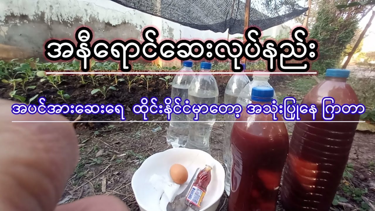 အပင်အားဆေးရည် လုပ်နည်း  စိုက်ပျိုရေးနည်းပညာ 2021 စိတ်ဝင်စားရင်ဝင် ြကည့် လိုက်ပါ