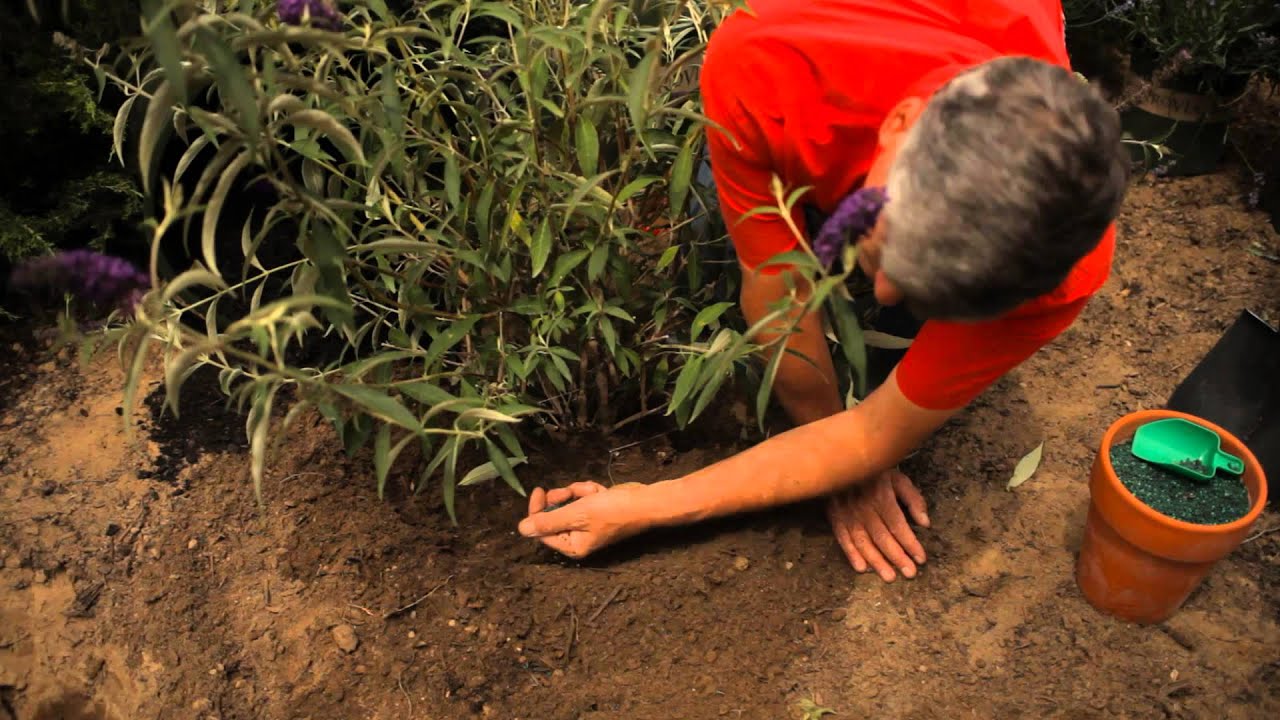 How Do I Plant & Care for a Butterfly Bush? : Garden Savvy