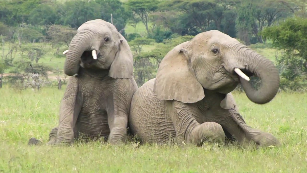 Say Hello in Elephant!