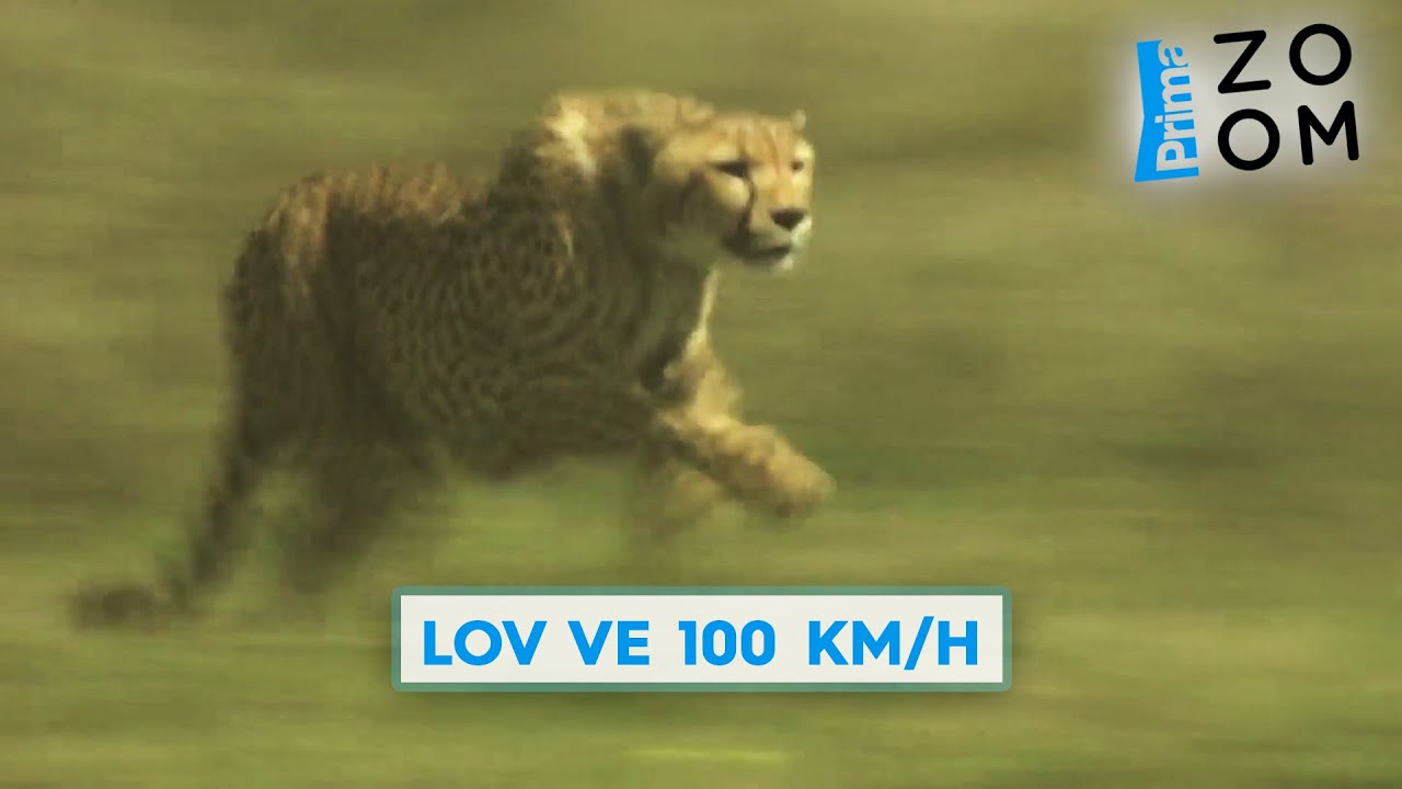 Gepard nah&aacute;n&iacute; kořist jako torp&eacute;do. Pod&iacute;vejte se na lov ve 100 km/h