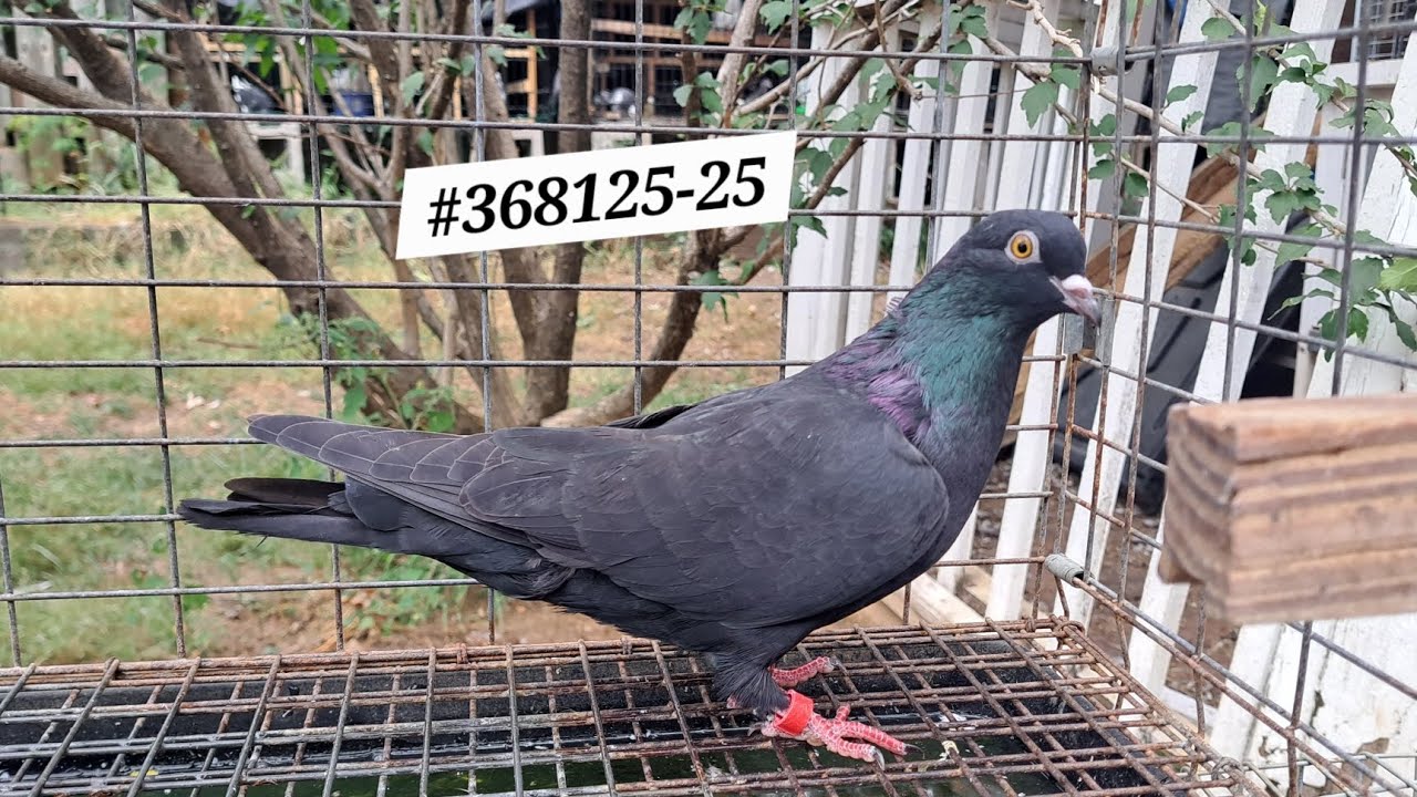 10-7-25. Update on the birmingham roller pigeons