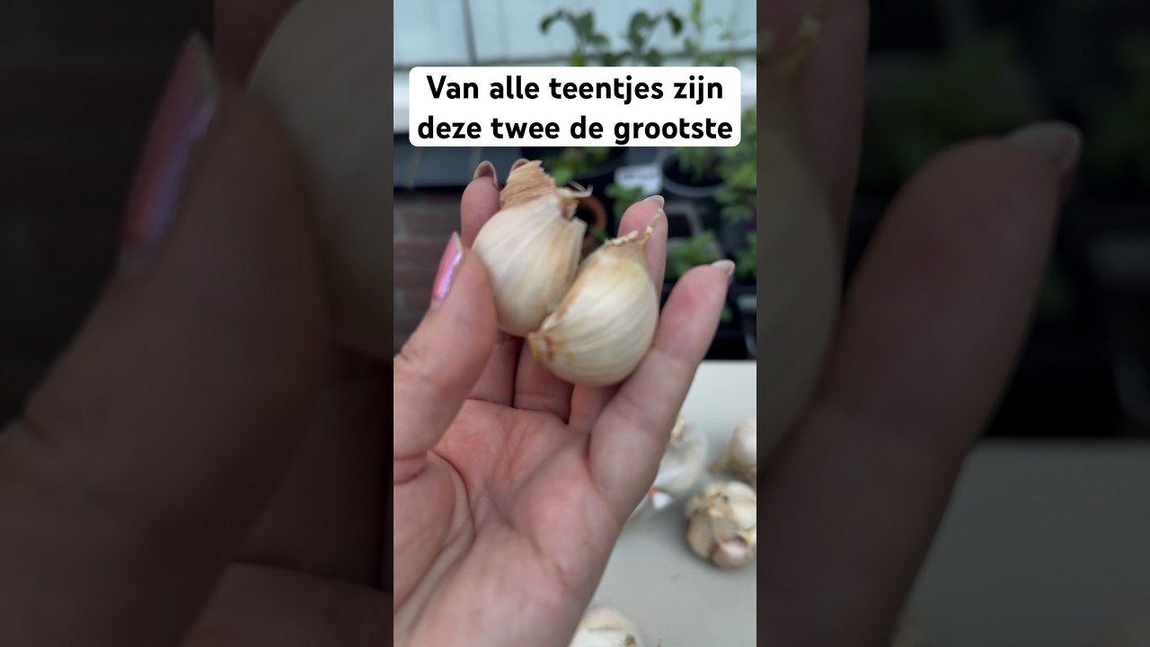 Knoflook teentjes planten 