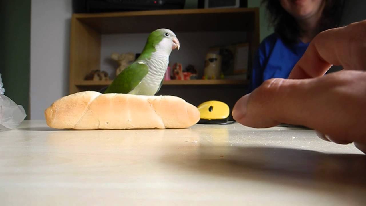 Mníšek šedý a rohlík