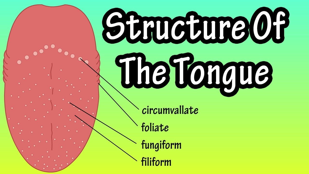 Structure Of The Tongue - Functions Of The Tongue - What Are Taste Buds