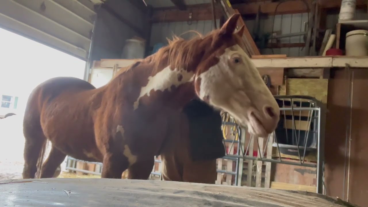 Equine Bodywork session on Kramer