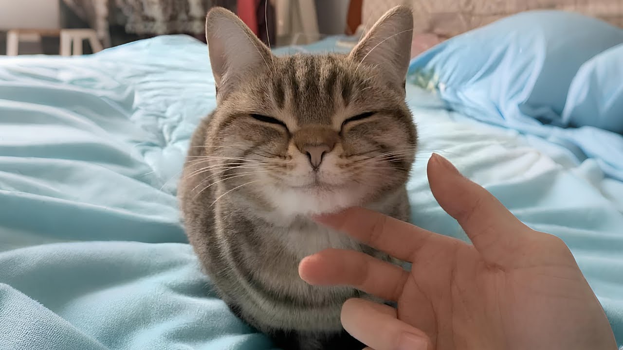 When you own the CUTEST cat in the world