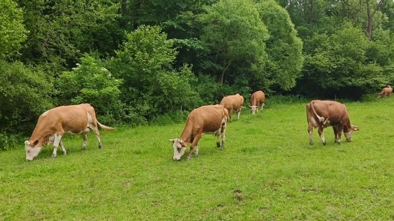 Cows Grazing on a Pasture &ndash; Peaceful Afternoon near Dukla, Beskidy