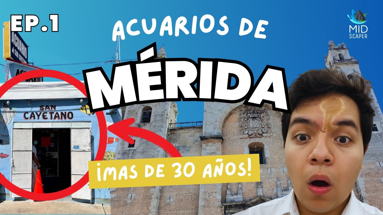 ACUARIOS EN MÉRIDA YUCATÁN – EP.1 | ACUARIO SAN CAYETANO (30 AÑOS DE HISTORIA)🐟