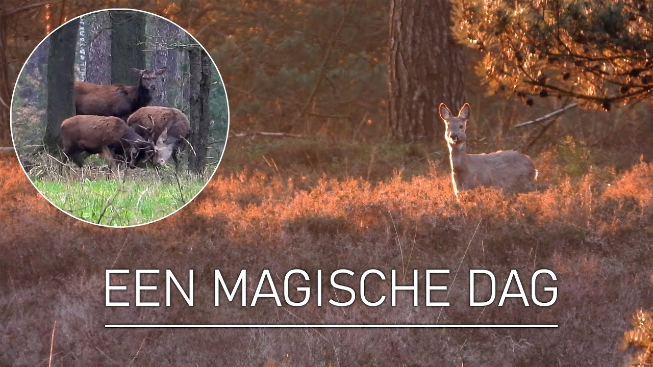 #58 - EEN MAGISCHE DAG