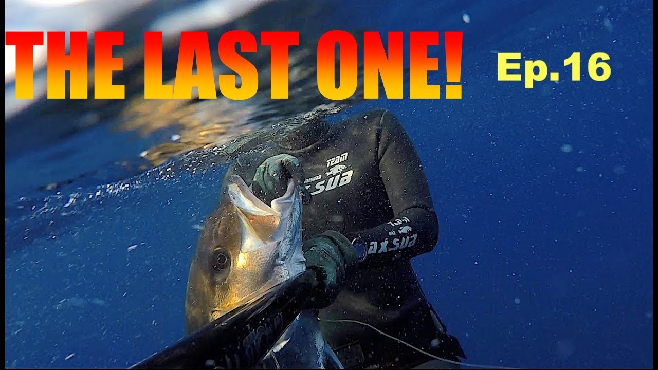 💥 Pesca Sub SPERAFISHING RICCIOLA 20 KG, CERNIE, RICCIOLE, DOTTO, PALAMITA con LGsub REVOLUTION 124