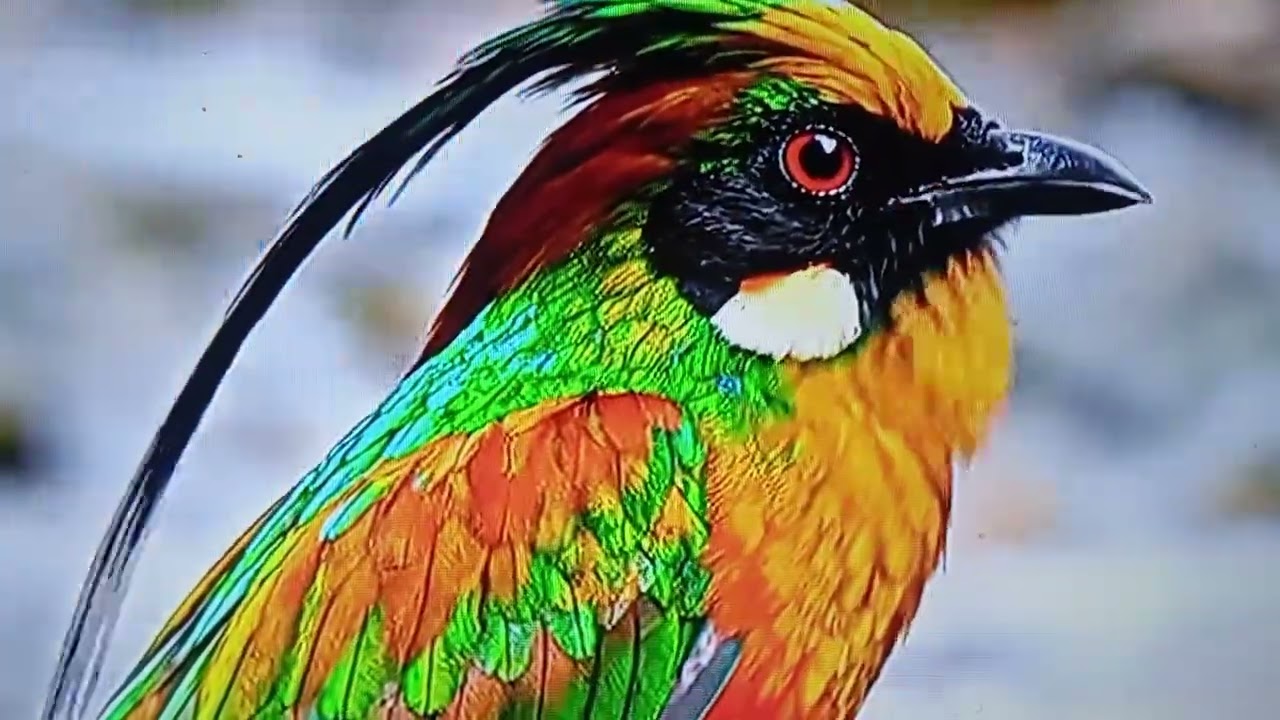 Beautiful ❤️❤️#birds 🦜🦜😍#wildlife ❤️❤️ birds 🦜🦜😍#