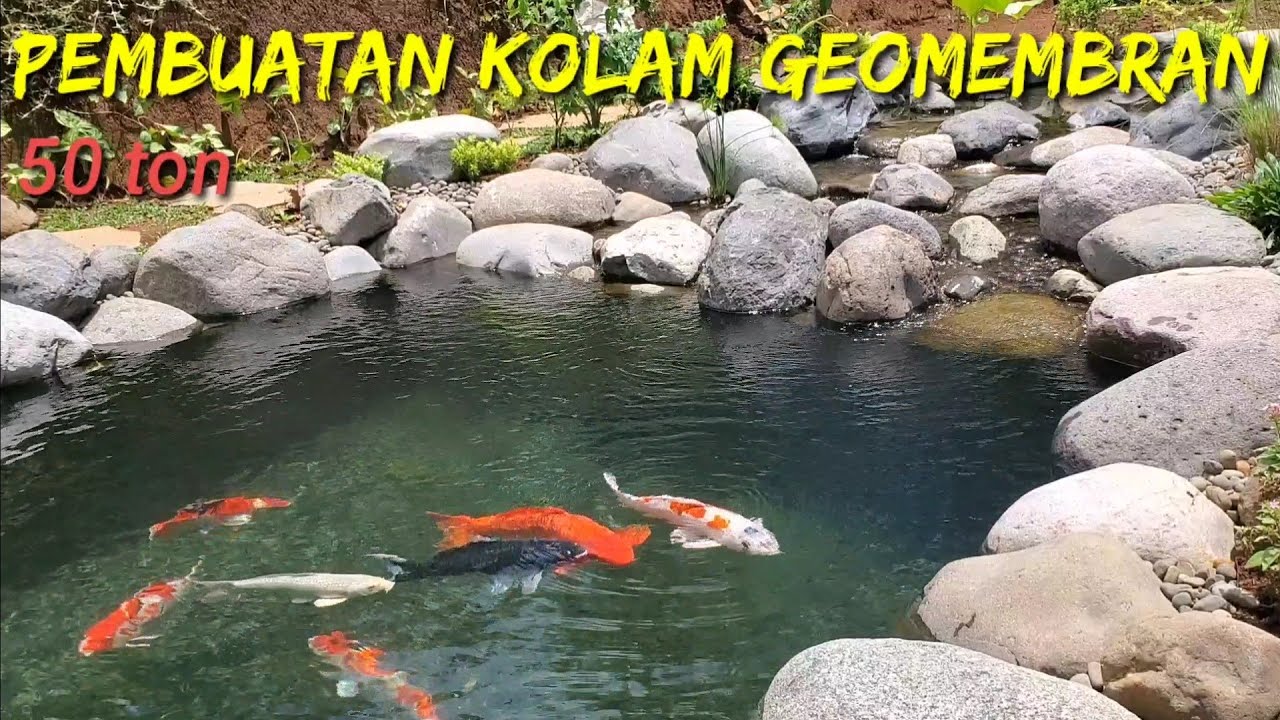 Cara membuat kolam koi alami  50 ton