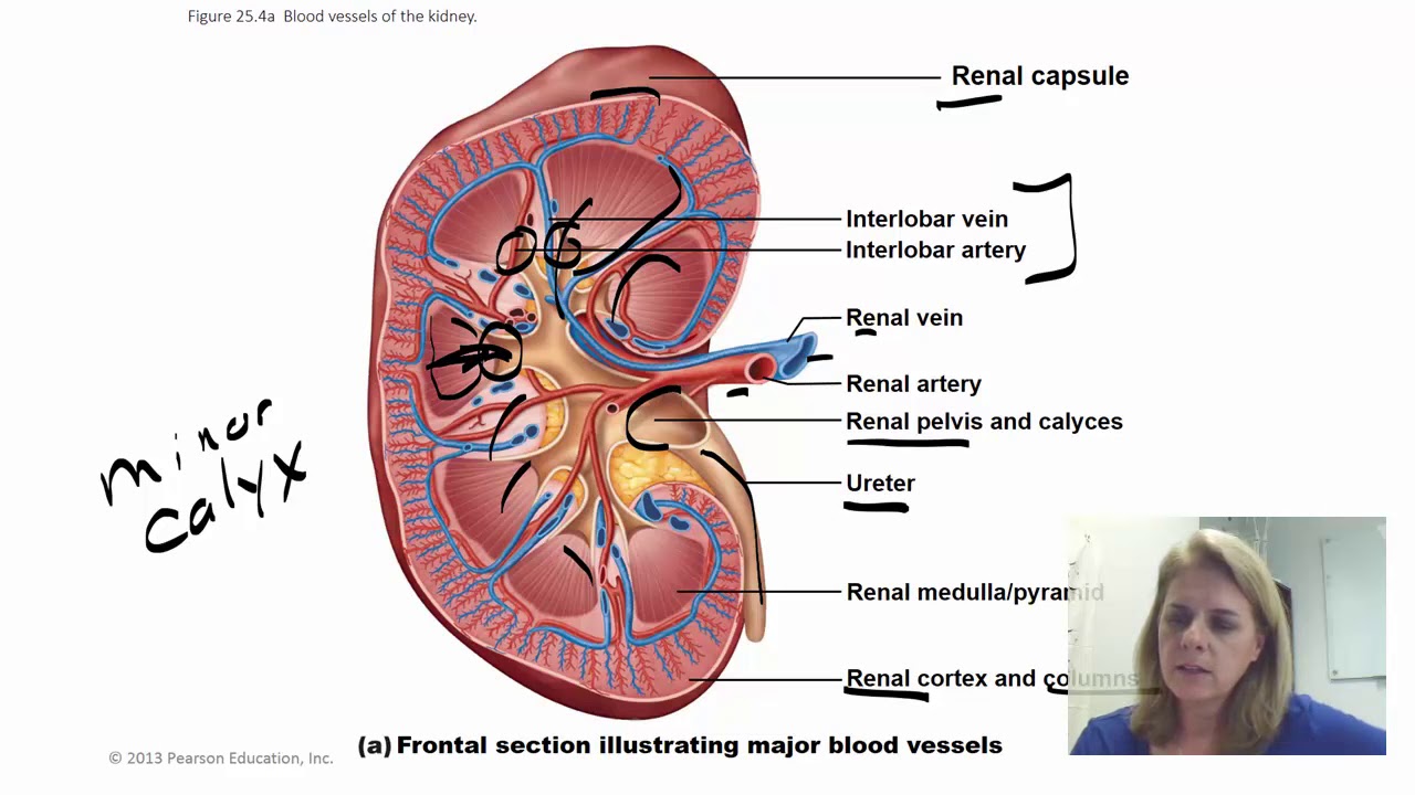 Urinary Lab