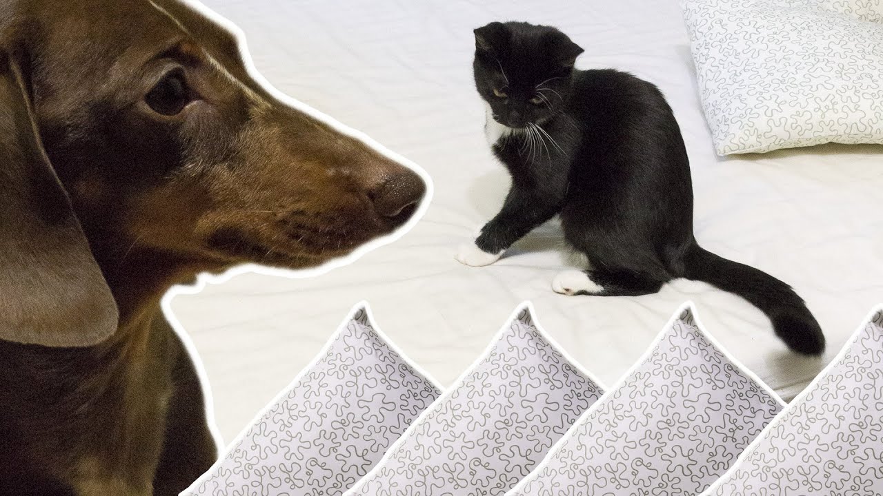 Guardian of the Pillows