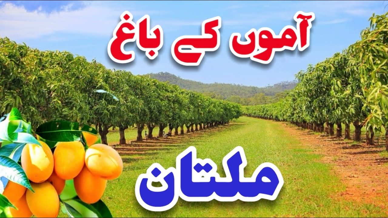 𝐇𝐃[𝟒𝐊] 𝐌𝐚𝐧𝐠𝐨 𝐅𝐚𝐫𝐦 🥭 𝐌𝐮𝐥𝐭𝐚𝐧 𝐏𝐚𝐤𝐢𝐬𝐭𝐚𝐧 🇵🇰