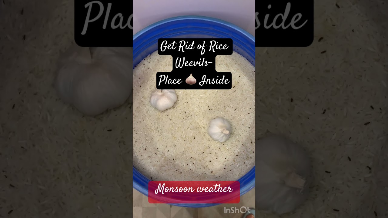 Remove Rice Weevil in Rice by placing Garlic| how to safe rice from weevils in monsoon