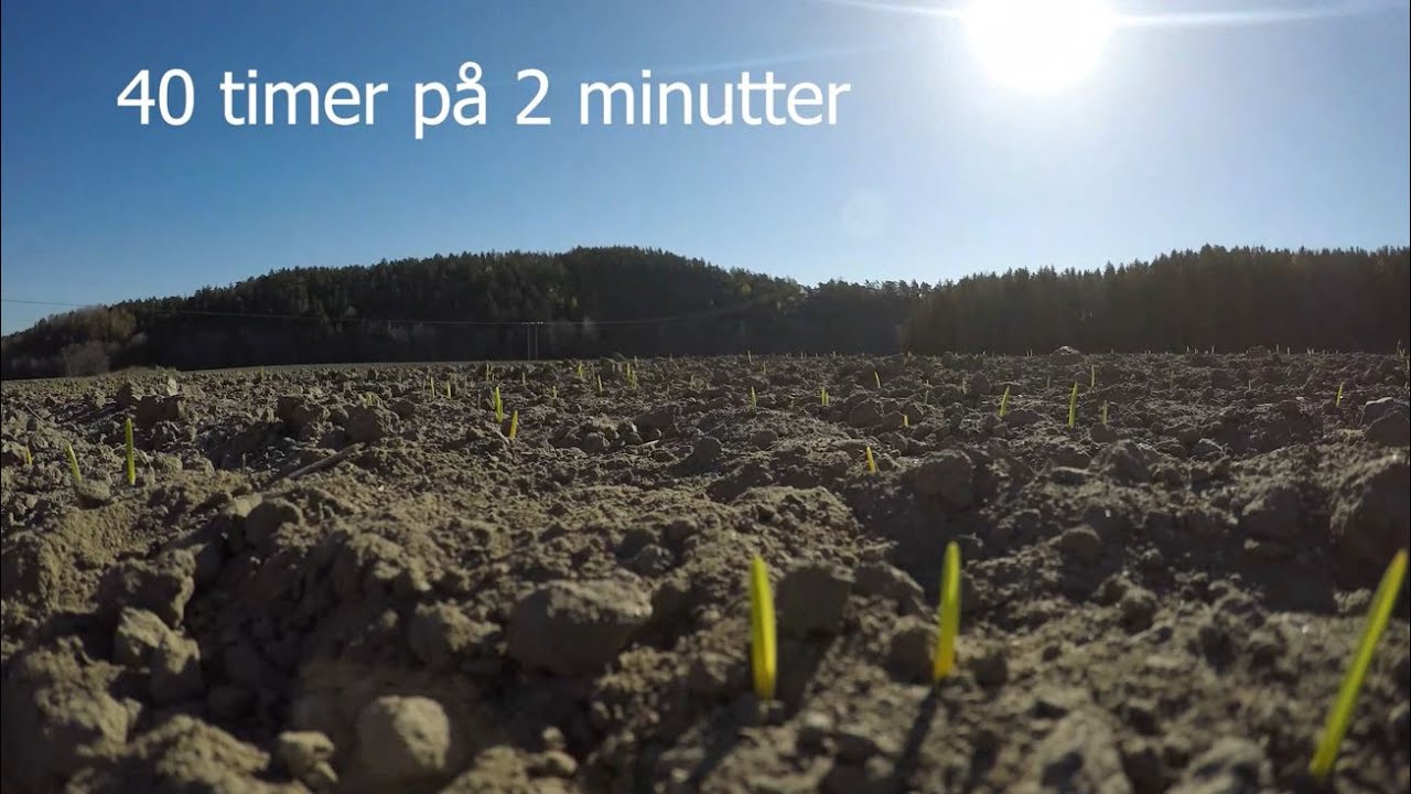 Kornet spirer! (9)