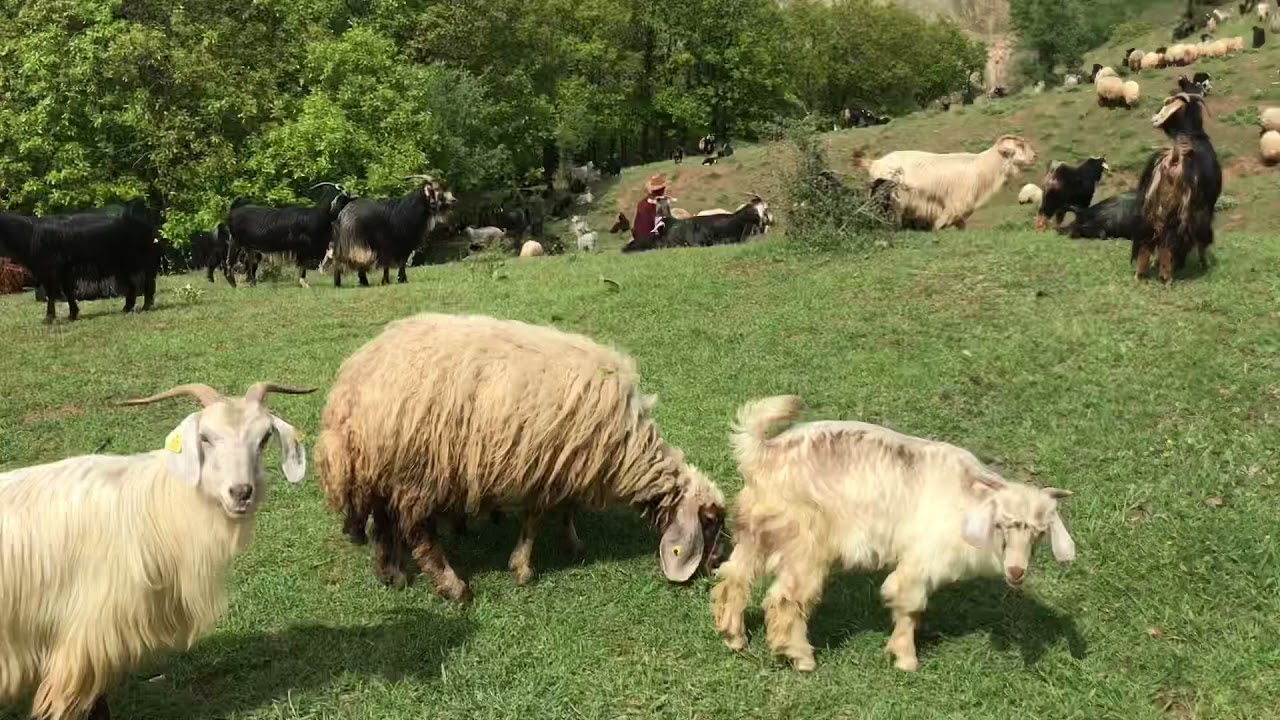 MUŞ DERECİK (HAVADORİK) KÖYÜN DOĞA MANZARASI EŞLİĞİNDE DEWREŞE EVDİ TÜRKÜSÜ