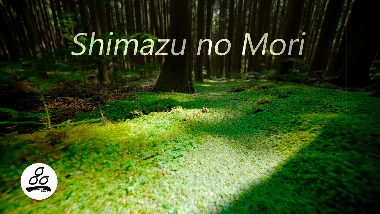 嶋津の森 「筏師の道に寄り添う眠れる森」　(和歌山県)