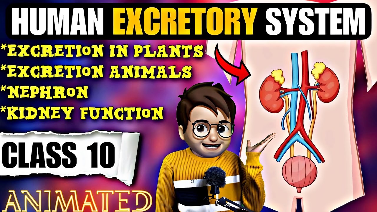 Excretion in Human Beings & Plants  Class10 / Animated / Nephron class10 / Excretion/ Life Processes