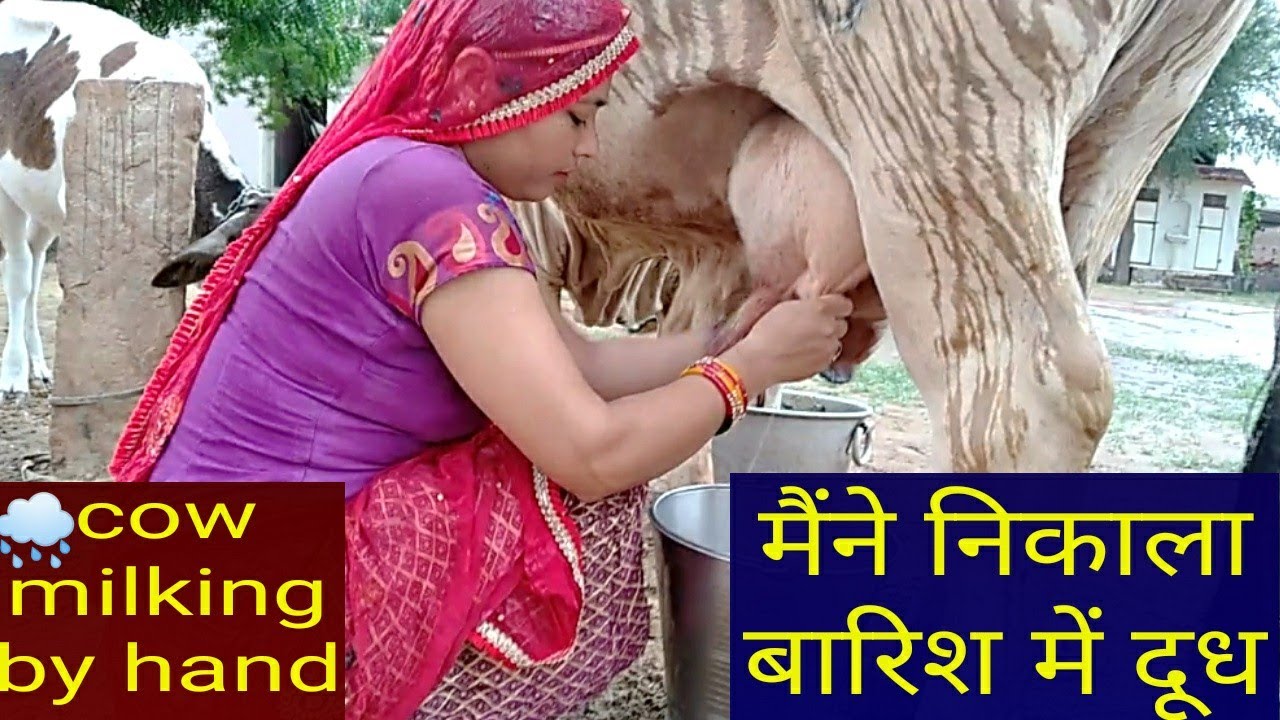 beautiful village cow milking by hand. village life vlogs.