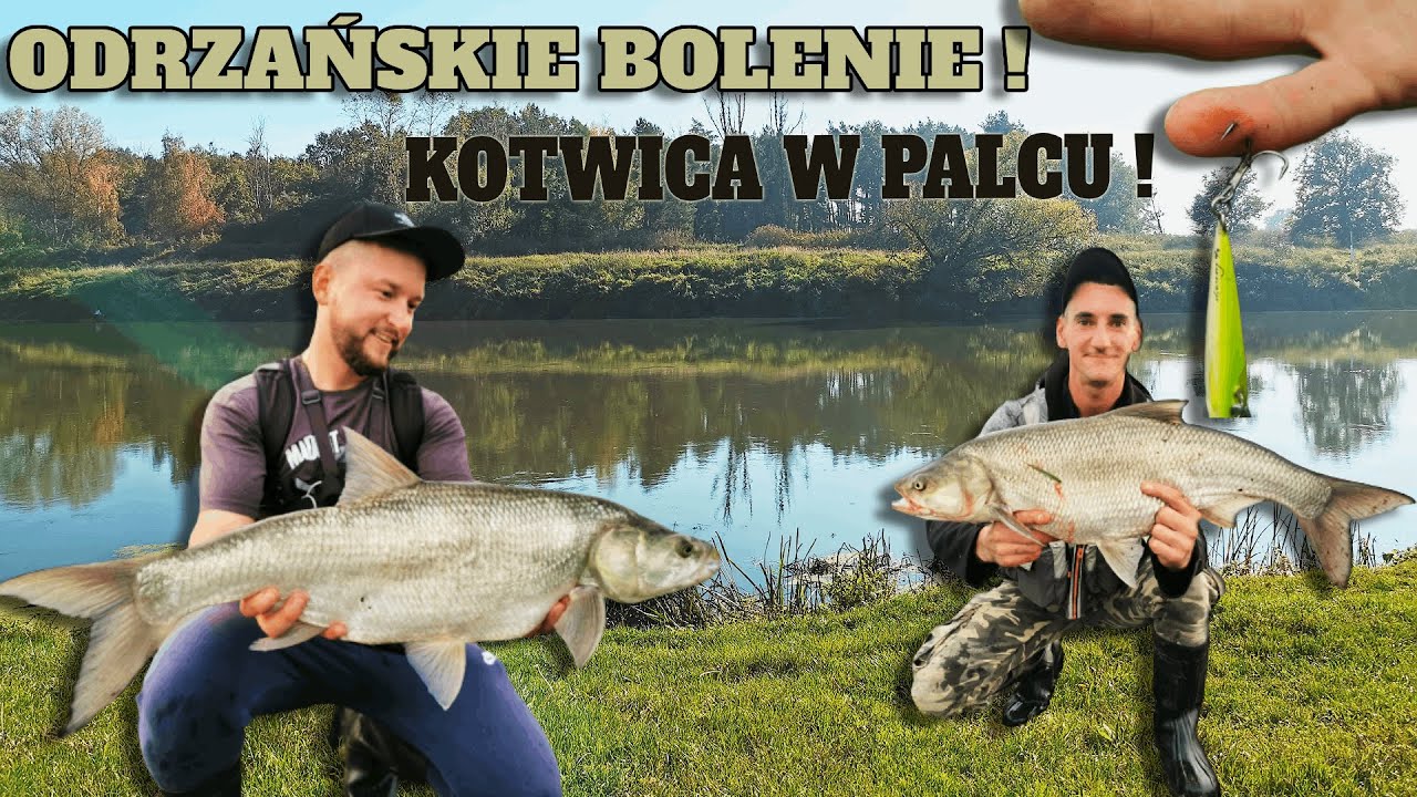 Bolenie na spinning / ODRA