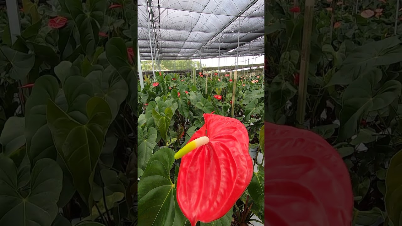 PERKEBUNAN ANTHURIUM FLAMINGO LILY DI MALAYSIA 