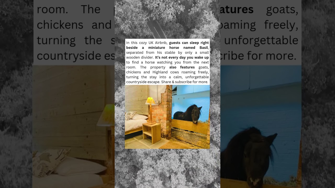 UK Airbb Offers Unique Stay With Mini Horse