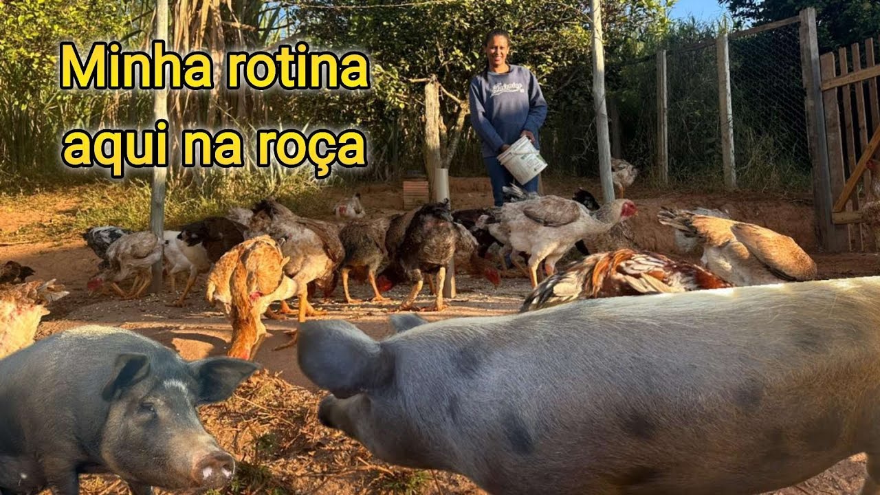 Tiro leite,trato da porcada e cuido das galinhas. @lucaspereiralima