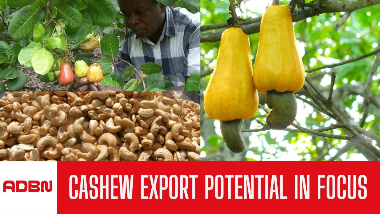 Unlocking Growth In Nigeria’s Cashew Export Market || Gabriel Yunusa