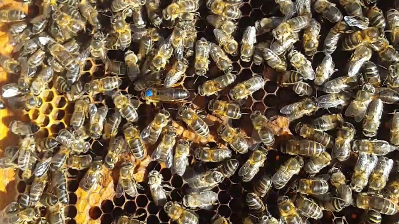 طريقة ناجحة في تحفيز الملكة على وض البيض