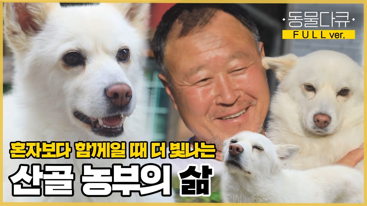 [풀버전] 농사 일하랴~ 동물들 돌보랴~ 24시간이 모자라! 사랑으로 더불어 사는 아저씨와 강아지들❤️ | 동물극장 단짝 EP26 | KBS 220730 방송