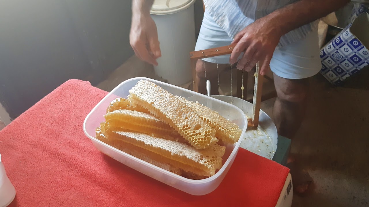 Τρυγος Θυμαρίσιου Μελιού στην Άνδρο Μέρος 5ο