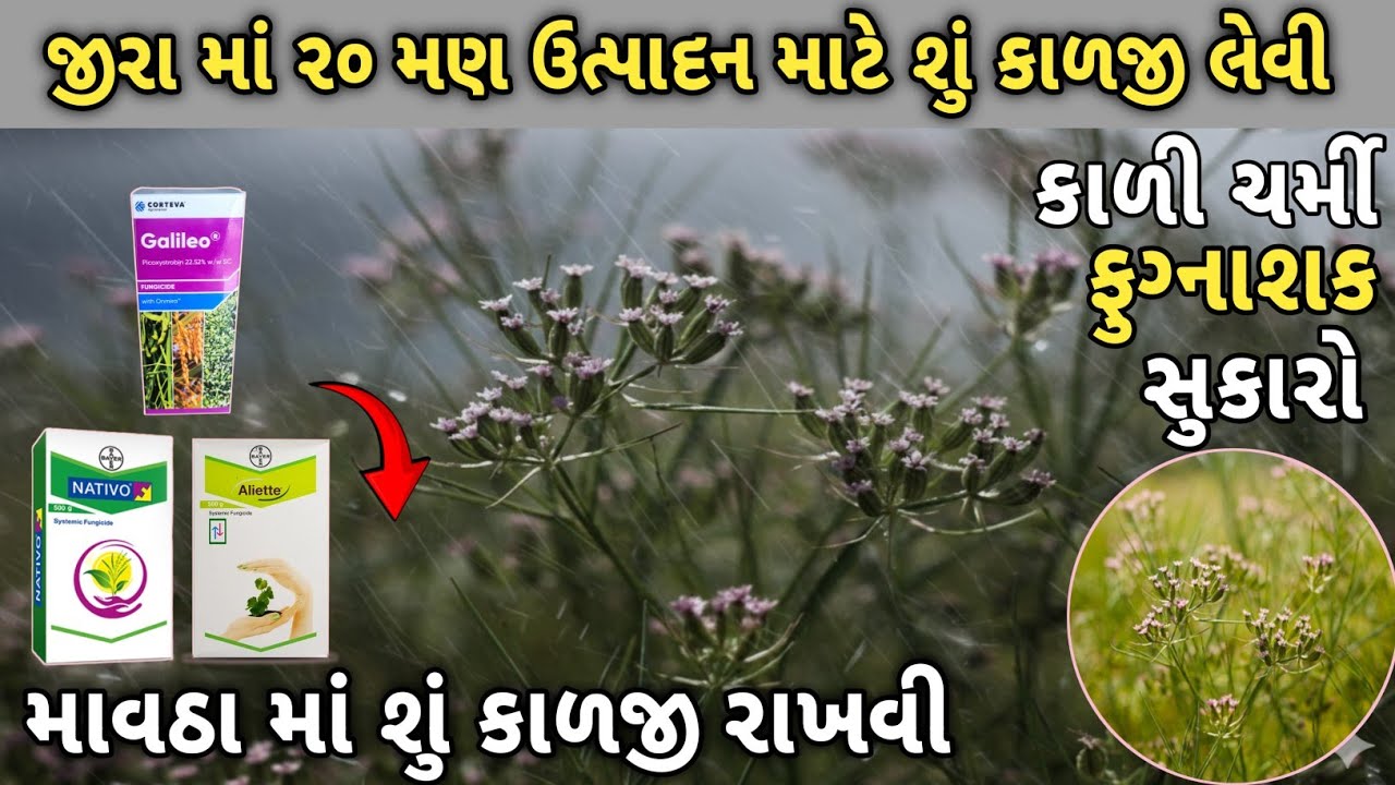 જીરા માં માવઠા થી કાળી ચર્મી ! લીલો અને પીળો સુકારો  ! કેવા ફુગ્નાશક ઉપયોગ કરવા ! શું કાળજી રાખવી 